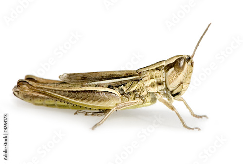 Meadow Grasshopper © Eric Isselée