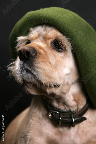 Dog in green hat