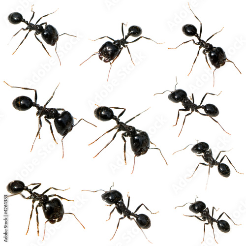 10 Black ants © Eric Isselée