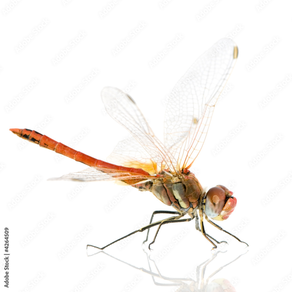 Drangonfly - Sympetrum fonscolombei Drangonfly - Sympetrum fonscolombei