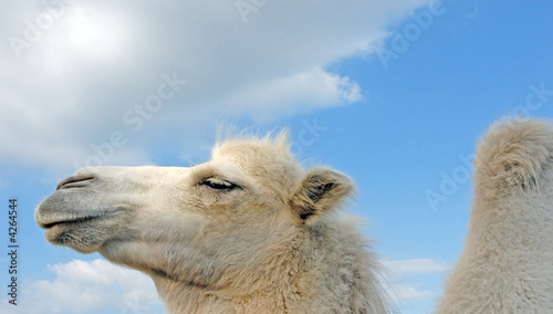 chameau et ciel © Ektra