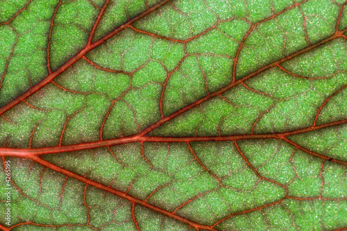 Φωτογραφία blood geranium leaf