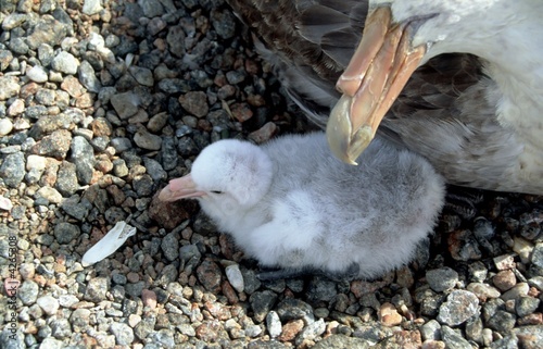 Poussin de petrel géant photo