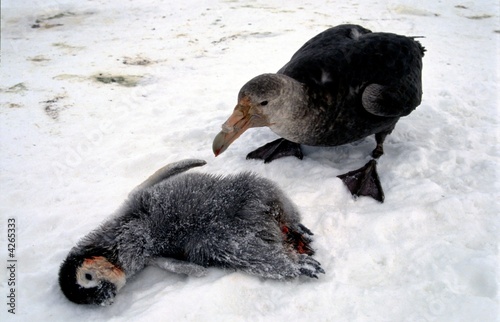 Petrel géant et sa proie photo