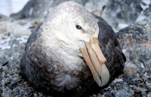 portrait de petrel géant photo