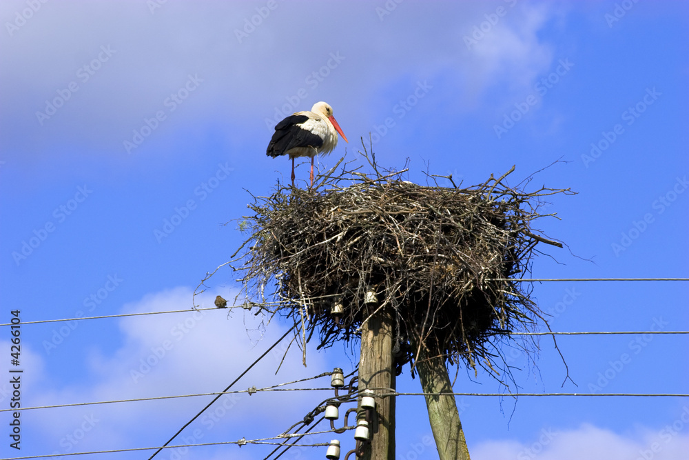 Fototapeta premium White Stork in nest