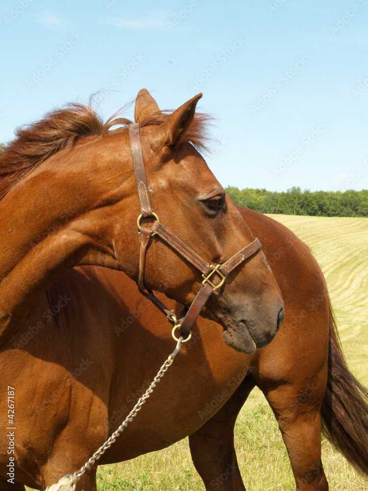 Obraz premium Horse