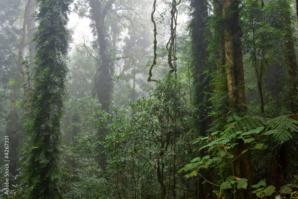 Obraz premium rain forest