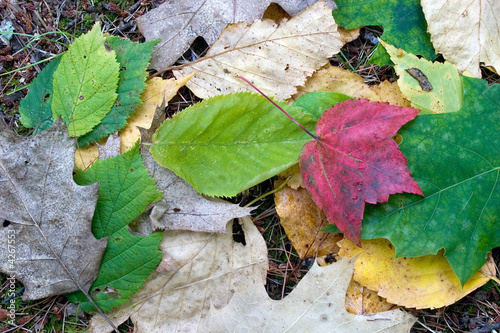 Red Maple Leaf