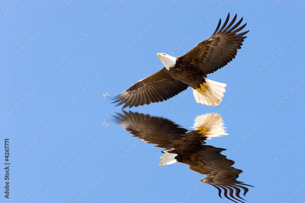 Fototapeta premium Bald eagle flying
