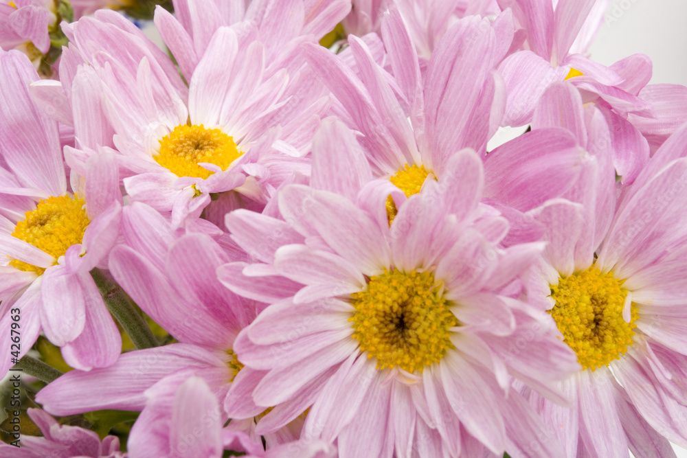 Pink daisies Pink daisies