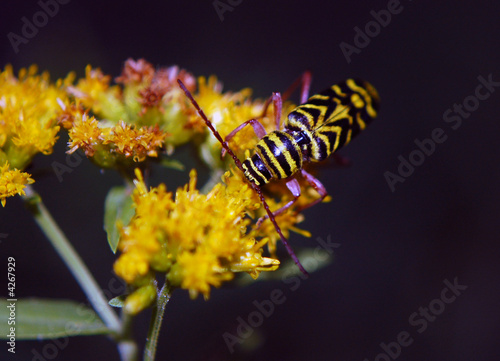 Locust Borer © Jon Yuschock
