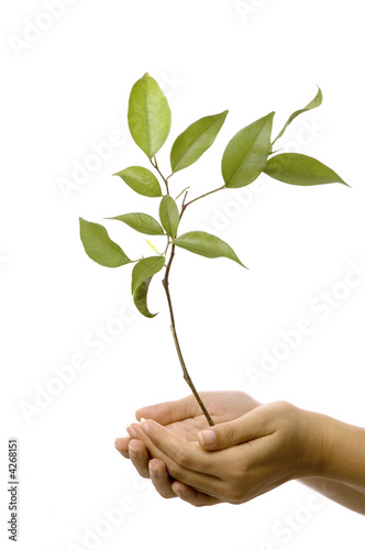 Isolated hands holding a new tree with green leaves photo