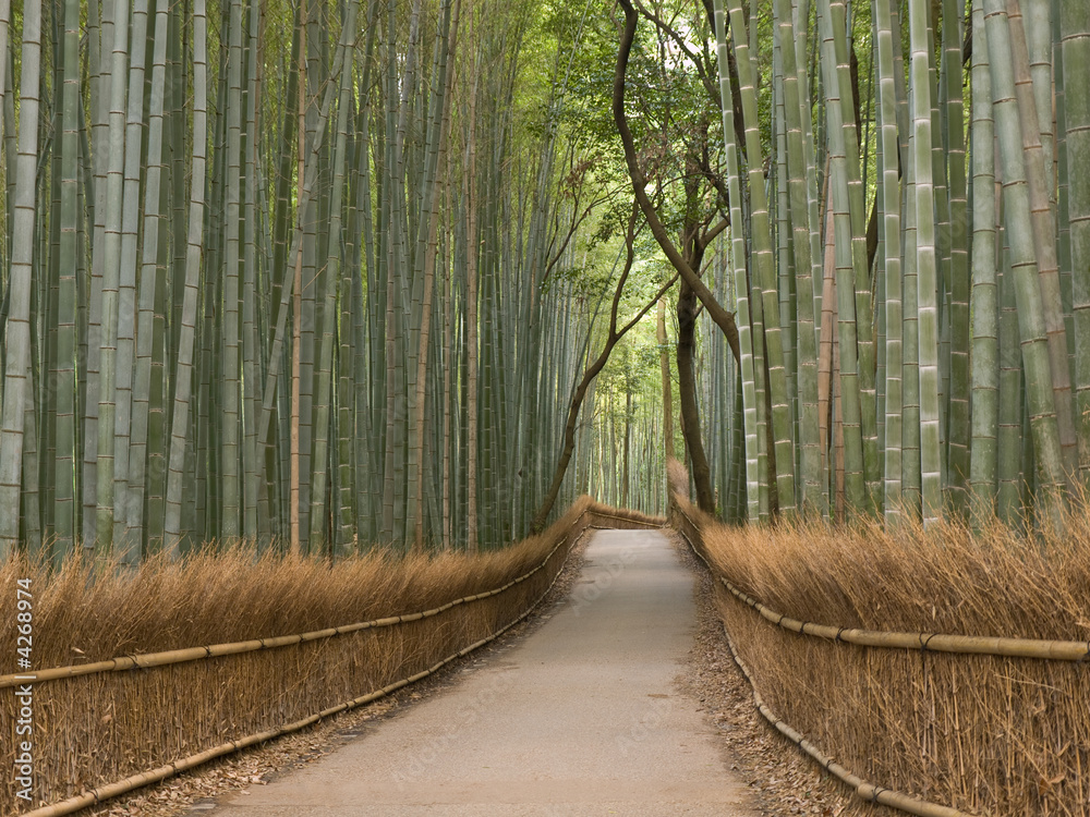Fototapeta premium Gaj bambusowy w Kioto