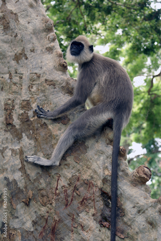 Obraz premium Monkey on the tree