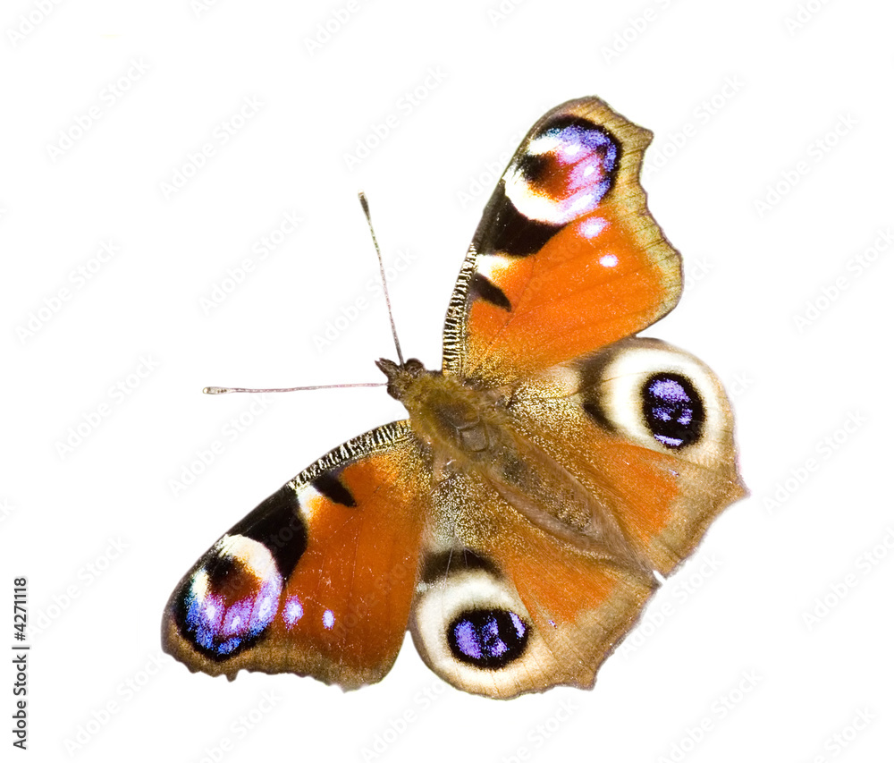 Fototapeta premium isolated emperor moth