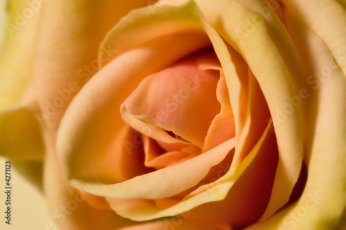 delicate tea-rose flower
