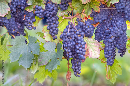 blue grapes on vines