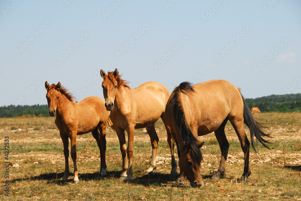 Horses Horses