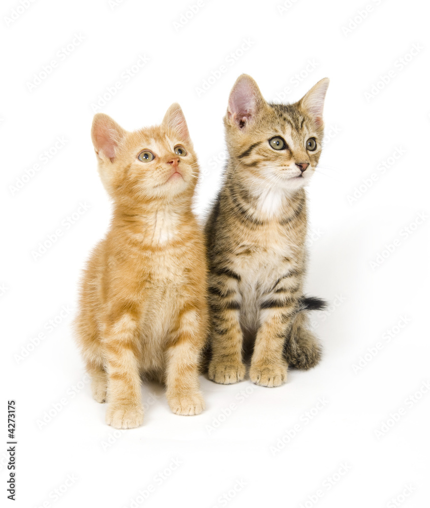 Two kittens