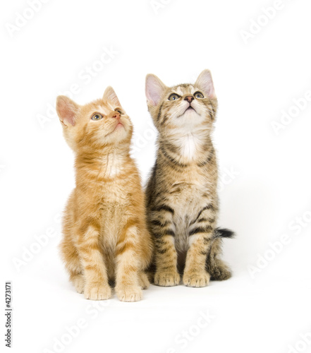 Two kittens