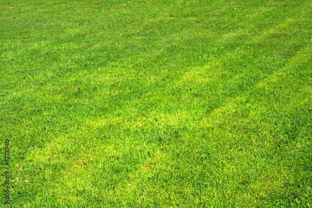 grass