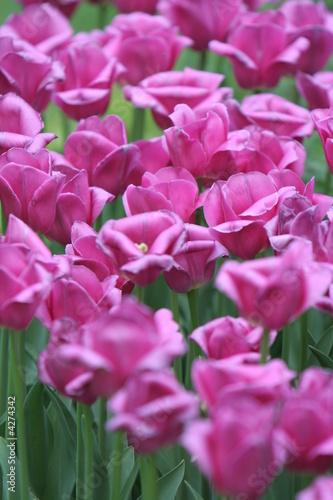 Purple tulip field