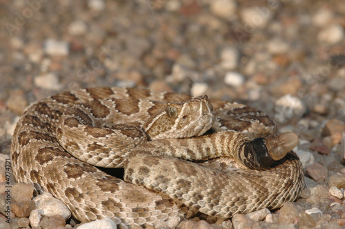 Neonate Prairie Rattlesnake
