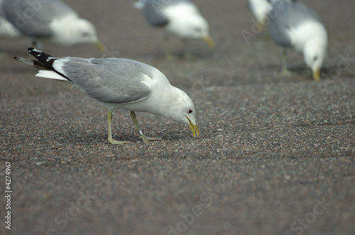 sea gull