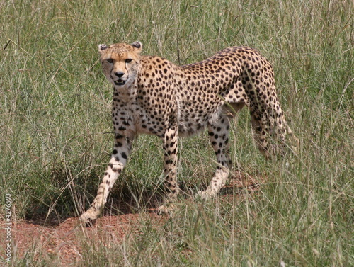 Cheetah