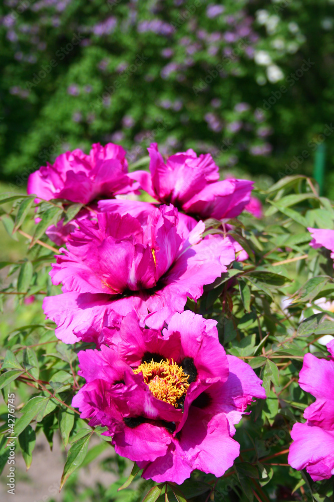 Peony treelike. Beautiful blooming of the flowers.