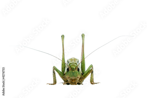 grasshopper isolated on white