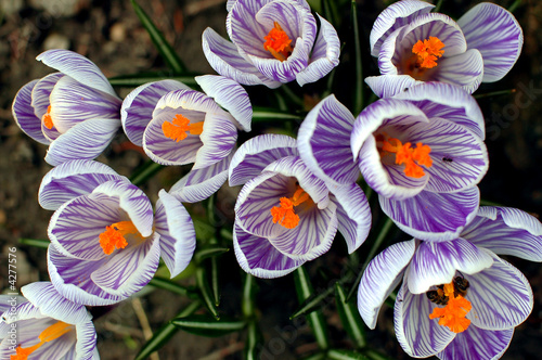 crocus flower