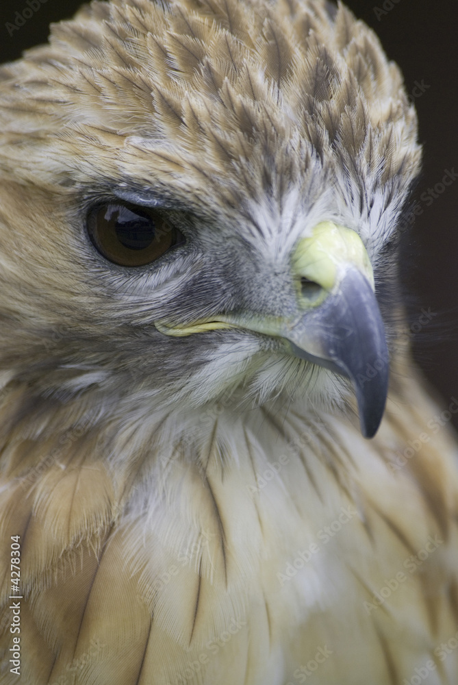 Naklejka premium red tailed hawk