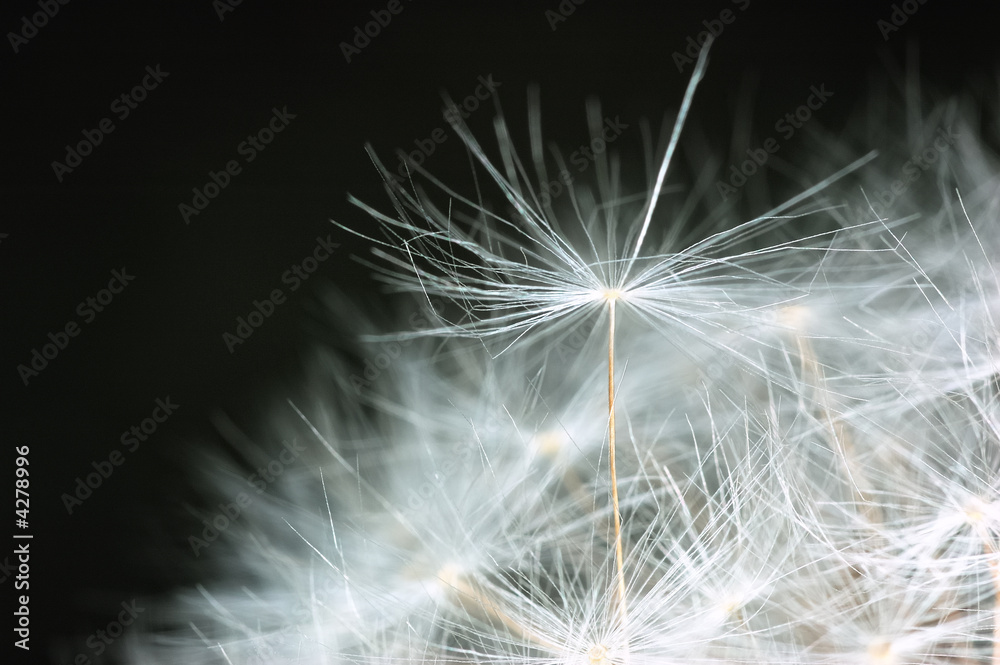 Naklejka premium Mniszek lekarski