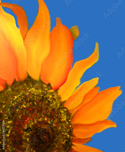 illustration of sunflower