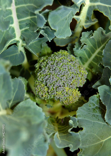 broccoli flower
