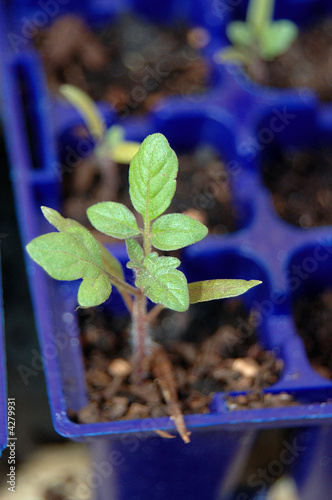 tomatoe plant from seed
