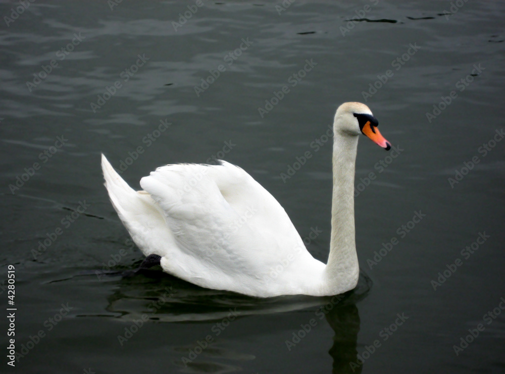 cygne cygne