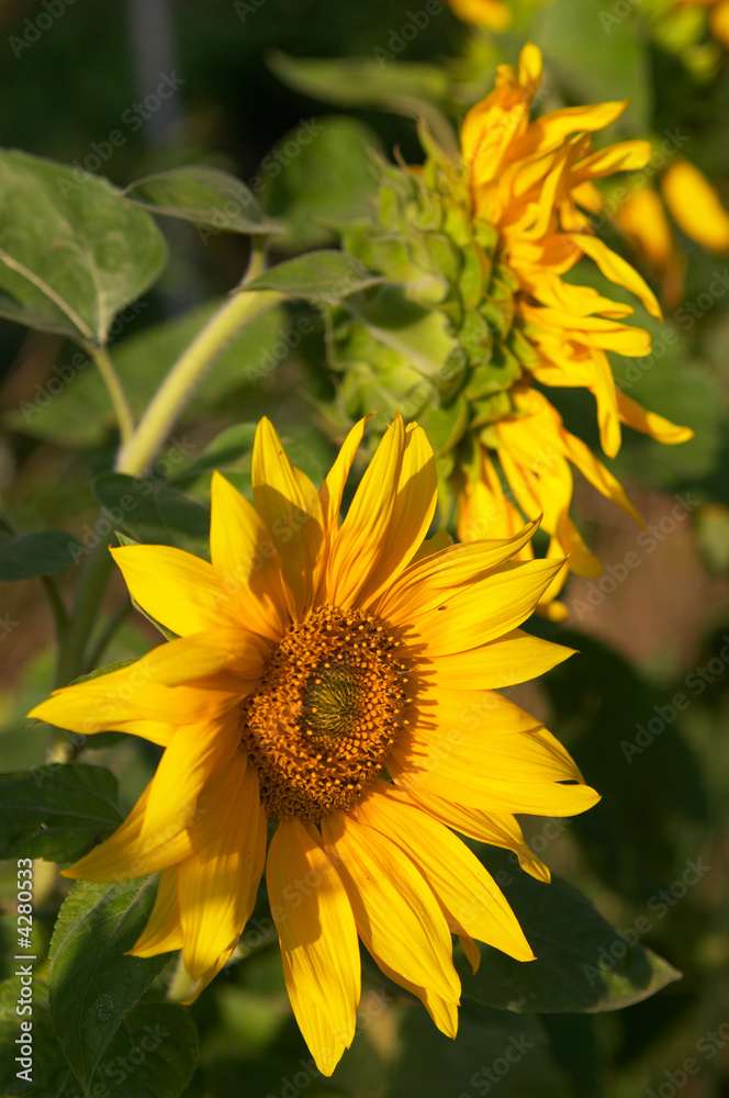 sunflowers sunflowers