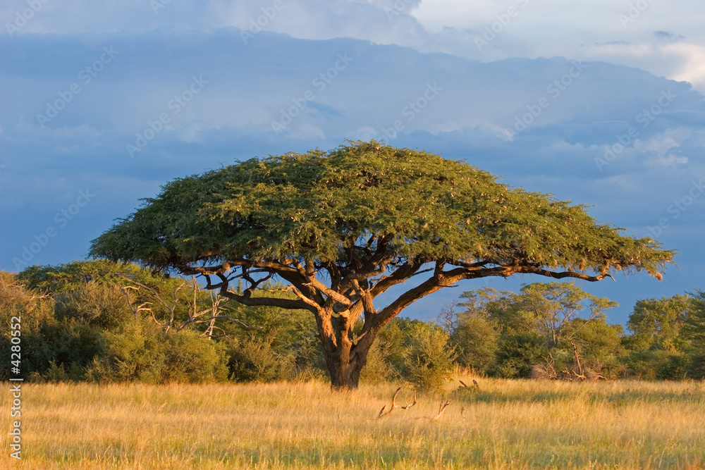 Obraz premium Afrykańskie drzewo akacjowe, Park Narodowy Hwange, Zimbabwe