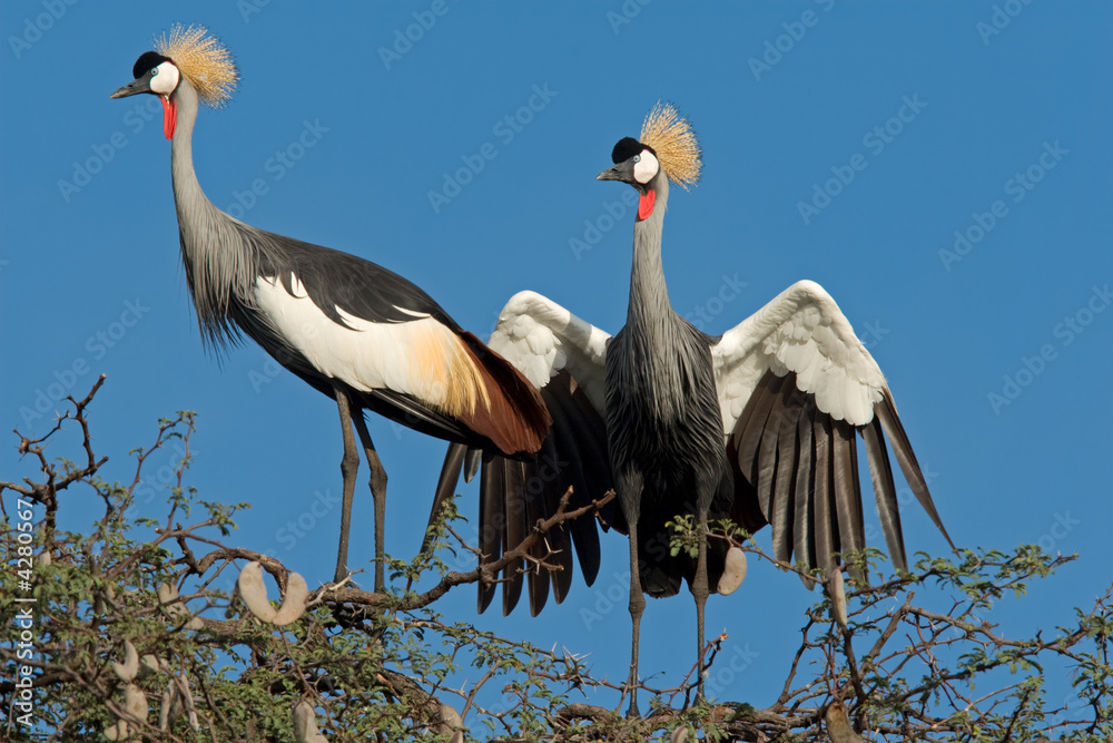 Obraz premium Crowned cranes (Balearica regulorum)
