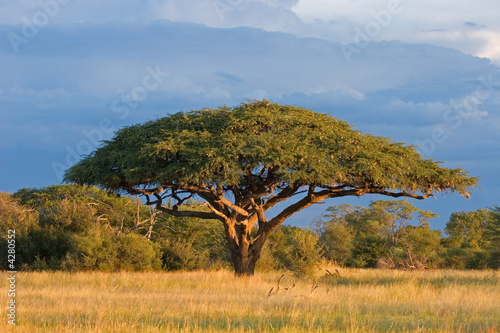 African Acacia tree, Hwange National Park, Zimbabwe #4280552
