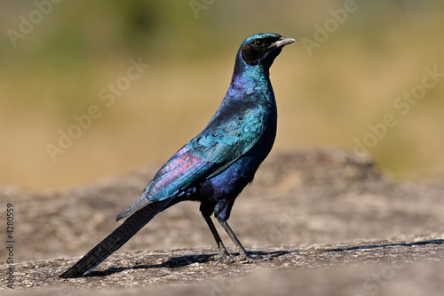 Burchell's starling (Lamprotornis australis)  photo