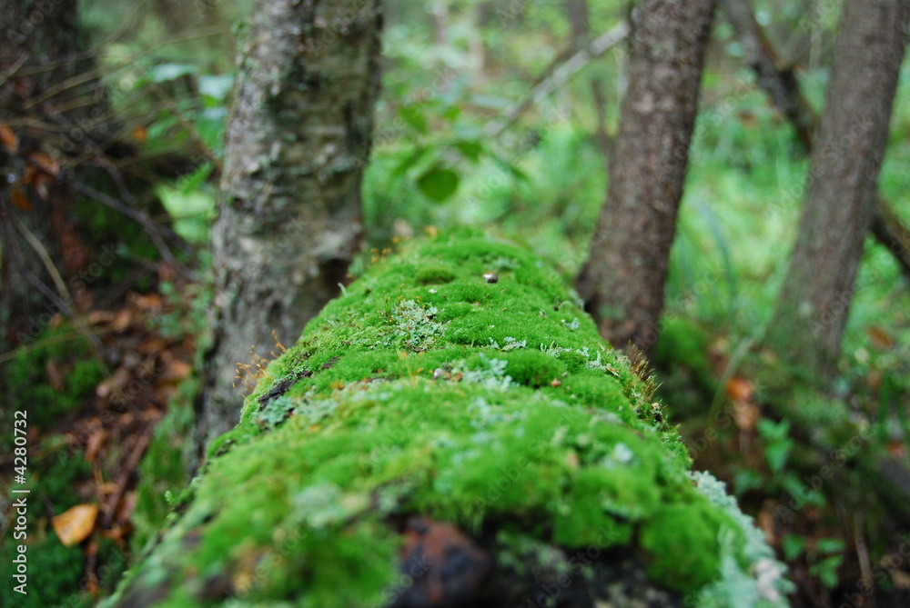 Obraz premium Wood (forest) 