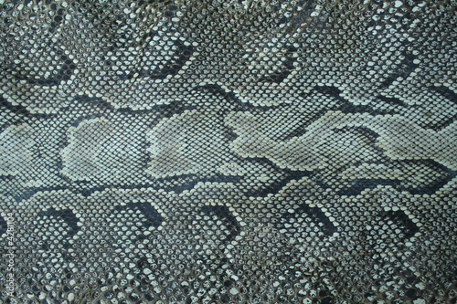 snake skin