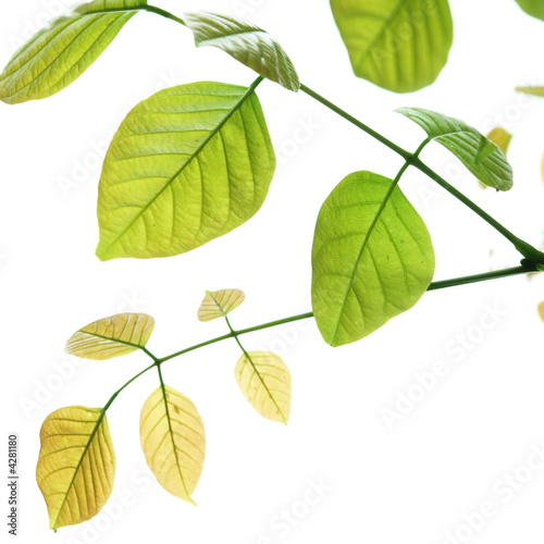 Leaves