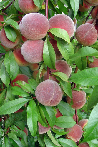 peach