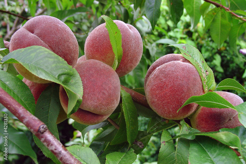 peach