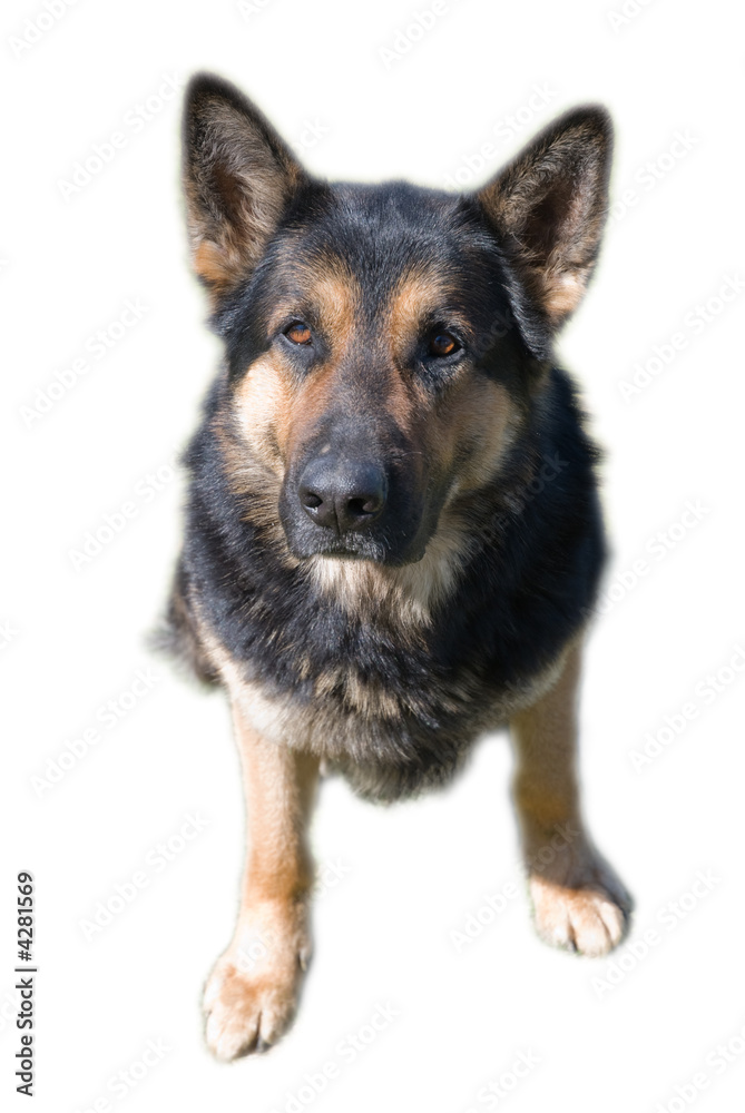 German shepherd